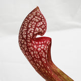 Sarracenia 'Scarlet Belle'