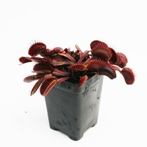 Venus Flytrap "Red Dragon" (Dionaea muscipula) Wholesale