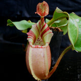 Nepenthes veitchii Bareo, BE-3734