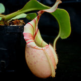 Nepenthes veitchii Bareo, BE-3734