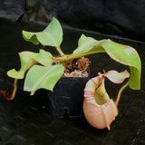 Nepenthes veitchii Bareo, BE-3734