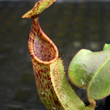 Nepenthes veitchii "Big Mama" x maxima, CAR-0192