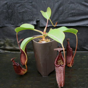 Nepenthes robcantleyi x burbidgeae BE-3935