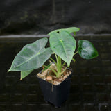 Alocasia 'Frydek', Green Velvet Alocasia Elephant Ear