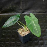 Alocasia 'Frydek', Green Velvet Alocasia Elephant Ear