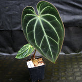 Anthurium sp. nov Darién (besseae aff.)