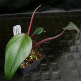 Philodendron Strawberry Shake - Exact Plant