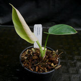 Philodendron alatiundulatum