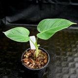 Philodendron alatiundulatum