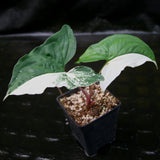 Syngonium albo variegated