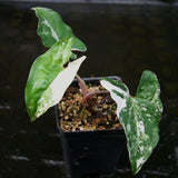 Syngonium albo variegated