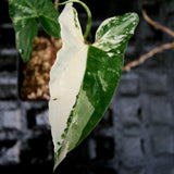 Syngonium albo variegated