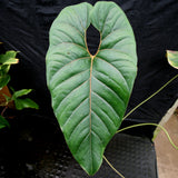 Anthurium sp. section polyphillium