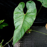 Anthurium sp. section polyphillium