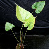 Anthurium sp. section polyphillium