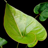 Anthurium sp. section polyphillium