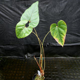 Anthurium sp. section polyphillium