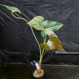 Anthurium sp. section polyphillium