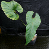 Anthurium sp. section polyphillium