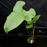 Anthurium sp. section polyphillium