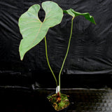 Anthurium sp. section polyphillium