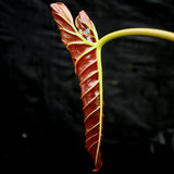 Anthurium sp. section polyphillium