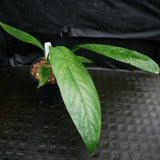 Anthurium cubense x pendulifolium (same cross as Big Bill)