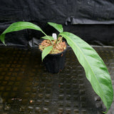 Anthurium cubense x pendulifolium (same cross as Big Bill)