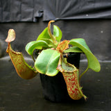 Nepenthes veitchii "Big Mama" x platychila "white", CAR-0031