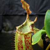 Nepenthes veitchii "Big Mama" x platychila "white", CAR-0031