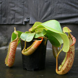 Nepenthes veitchii "Big Mama" x platychila "white", CAR-0031