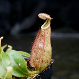 Nepenthes rafflesiana x mollis, CAR-0216