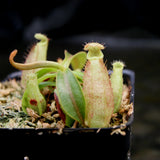 Nepenthes rafflesiana x mollis, CAR-0216