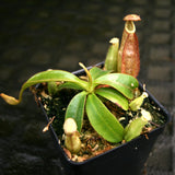 Nepenthes rafflesiana x mollis, CAR-0216