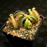 Nepenthes rafflesiana x mollis, CAR-0216