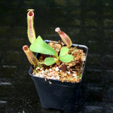 Nepenthes veitchii "Big Mama" x platychila "white", CAR-0031, pitcher plant, carnivorous plant, collectors plant, large pitchers, rare plants