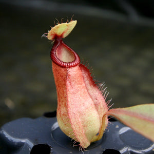 Nepenthes mirabilis var. globosa x hamata