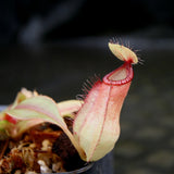 Nepenthes mirabilis var. globosa x hamata