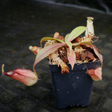 Nepenthes mirabilis var. globosa x hamata