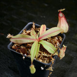 Nepenthes mirabilis var. globosa x hamata