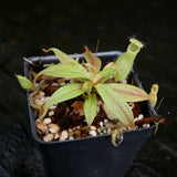 Nepenthes mirabilis var. globosa x hamata