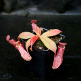 Nepenthes smilesii x (maxima x glandulifera), CAR-0077