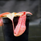 Nepenthes smilesii x (maxima x glandulifera), CAR-0077