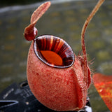 Nepenthes mirabilis var. globosa x ampullaria 'Black Miracle'