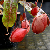 Nepenthes mirabilis var. globosa x ampullaria 'Black Miracle'