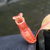 Nepenthes smilesii x (maxima x glandulifera), CAR-0077