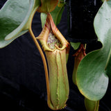 Nepenthes truncata, Hiroshima