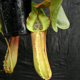 Nepenthes truncata, Hiroshima