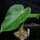 Anthurium aff. angamarcanum