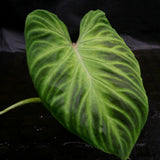 Philodendron verrucosum Wholesale